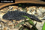 lasiancistrus species l033 lasiancistrus species l033
