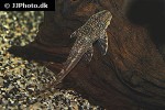 lasiancistrus tentaculatus lasiancistrus tentaculatus