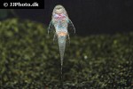 lasiancistrus tentaculatus lasiancistrus tentaculatus