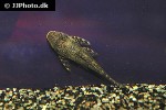 lasiancistrus tentaculatus lasiancistrus tentaculatus