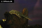 lasiancistrus tentaculatus lasiancistrus tentaculatus