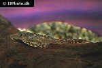 lasiancistrus tentaculatus lasiancistrus tentaculatus