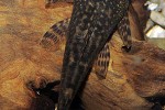 lasiancistrus tentaculatus lasiancistrus tentaculatus