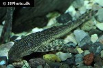 lasiancistrus tentaculatus lasiancistrus tentaculatus