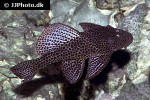 megalancistrus parananus megalancistrus parananus