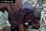 megalancistrus parananus megalancistrus parananus