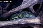 megalancistrus parananus megalancistrus parananus