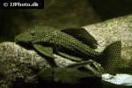 megalancistrus parananus megalancistrus parananus