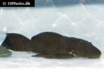 megalancistrus species l234 megalancistrus species l234