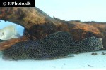 megalancistrus species l234 megalancistrus species l234