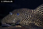 megalancistrus species l234 megalancistrus species l234