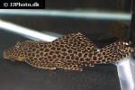 megalancistrus species l234 megalancistrus species l234