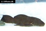megalancistrus species l234 megalancistrus species l234