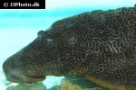 megalancistrus species lda97 megalancistrus species lda97
