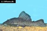 megalancistrus species lda97 megalancistrus species lda97