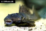 parancistrus aurantiacus parancistrus aurantiacus