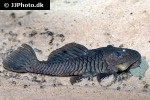 parancistrus aurantiacus parancistrus aurantiacus
