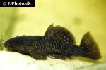 parancistrus aurantiacus parancistrus aurantiacus