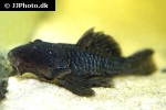 parancistrus aurantiacus parancistrus aurantiacus