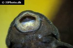 parancistrus aurantiacus parancistrus aurantiacus