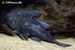 parancistrus aurantiacus parancistrus aurantiacus