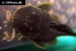 parancistrus aurantiacus parancistrus aurantiacus