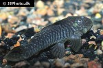 parancistrus aurantiacus parancistrus aurantiacus