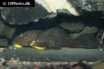 parancistrus aurantiacus parancistrus aurantiacus