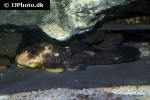 parancistrus aurantiacus parancistrus aurantiacus