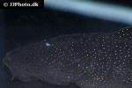 parancistrus nudiventris parancistrus nudiventris