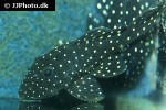 parancistrus nudiventris parancistrus nudiventris