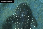 parancistrus nudiventris parancistrus nudiventris