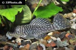 parancistrus species lda46 parancistrus species lda46