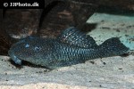 parancistrus species lda46 parancistrus species lda46