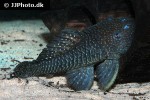 parancistrus species lda46 parancistrus species lda46