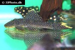 pseudancistrus asurini l067 pseudancistrus asurini l067