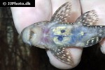 pseudancistrus asurini l067 pseudancistrus asurini l067
