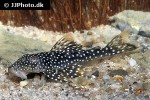 pseudancistrus asurini l067 pseudancistrus asurini l067