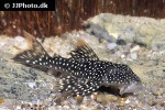 pseudancistrus asurini l067 pseudancistrus asurini l067