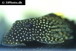 pseudancistrus asurini l067 pseudancistrus asurini l067