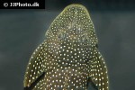 pseudancistrus asurini l067 pseudancistrus asurini l067