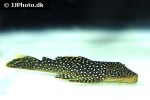 pseudancistrus asurini l067 pseudancistrus asurini l067