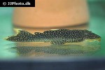 pseudancistrus asurini l067 pseudancistrus asurini l067