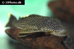 pseudancistrus asurini l067 pseudancistrus asurini l067