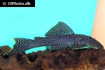 pseudancistrus asurini l067 pseudancistrus asurini l067