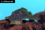 pseudancistrus asurini l067 pseudancistrus asurini l067