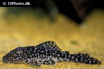 pseudancistrus genisetiger pseudancistrus genisetiger