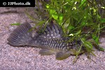 pseudancistrus species l056 pseudancistrus species l056