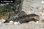 pseudancistrus zawadzkii l321 pseudancistrus zawadzkii l321