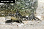 pseudancistrus zawadzkii l321 pseudancistrus zawadzkii l321